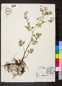 Phacelia bipinnatifida image