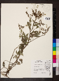 Phacelia bipinnatifida image