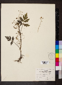 Phacelia bipinnatifida image