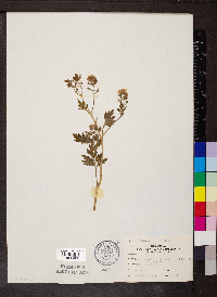 Phacelia bipinnatifida image