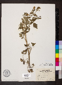 Phacelia bipinnatifida image