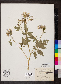 Phacelia bipinnatifida image