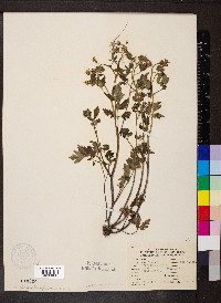 Phacelia bipinnatifida image