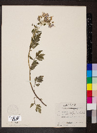 Phacelia bipinnatifida image