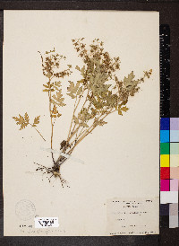 Phacelia bipinnatifida image