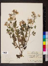 Phacelia bipinnatifida image