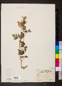 Phacelia bipinnatifida image