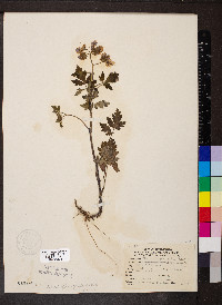 Phacelia bipinnatifida image