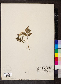 Phacelia bipinnatifida image