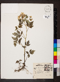 Phacelia bipinnatifida image