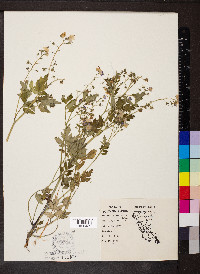 Phacelia bipinnatifida image