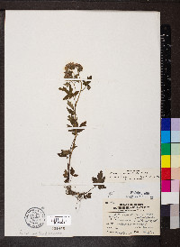 Phacelia bipinnatifida image