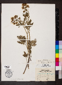 Phacelia bipinnatifida image