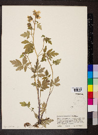 Phacelia bipinnatifida image