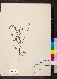 Phacelia purshii image