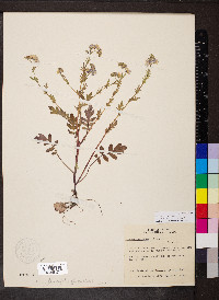 Phacelia purshii image