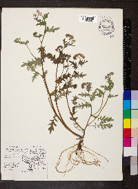 Phacelia purshii image