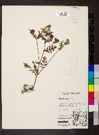 Phacelia purshii image