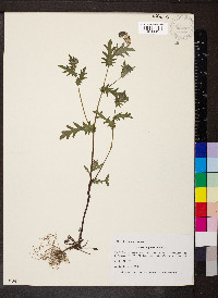 Phacelia purshii image