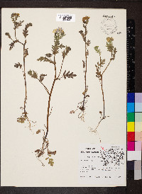 Phacelia purshii image