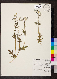 Phacelia purshii image