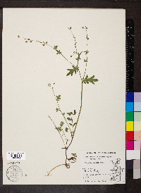 Phacelia purshii image