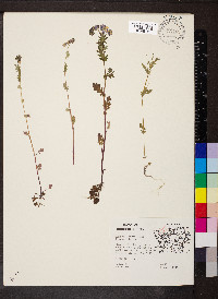 Phacelia purshii image