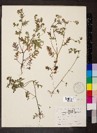 Phacelia purshii image