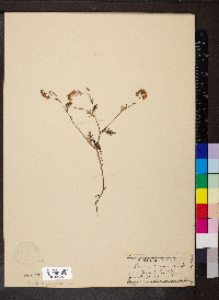 Phacelia purshii image