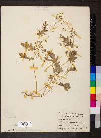 Phacelia purshii image