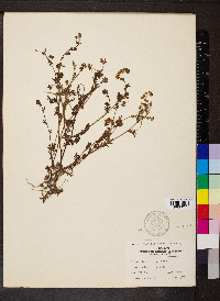 Phacelia purshii image