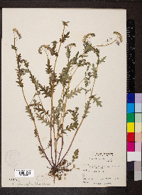 Phacelia purshii image