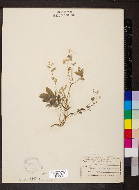 Phacelia purshii image