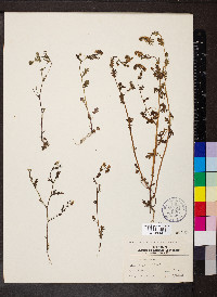 Phacelia purshii image