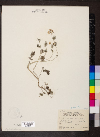 Phacelia purshii image