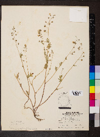 Phacelia purshii image