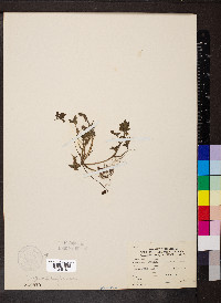 Phacelia ranunculacea image