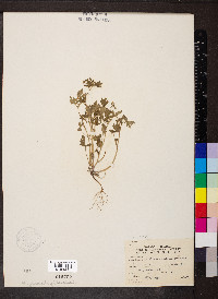 Phacelia ranunculacea image