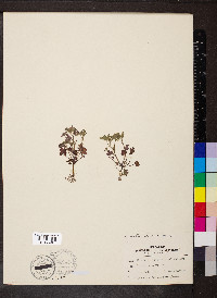 Phacelia ranunculacea image