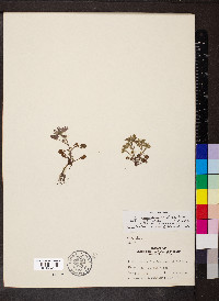 Phacelia ranunculacea image