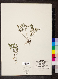 Phacelia ranunculacea image