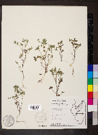 Phacelia ranunculacea image