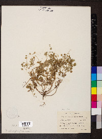 Phacelia ranunculacea image