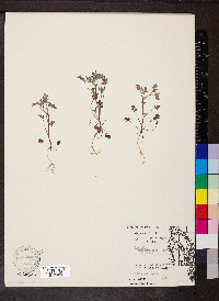 Phacelia ranunculacea image