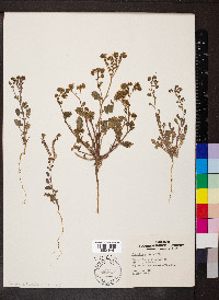 Phacelia affinis image