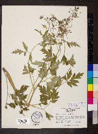 Phacelia bipinnatifida image