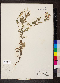 Phacelia congesta image