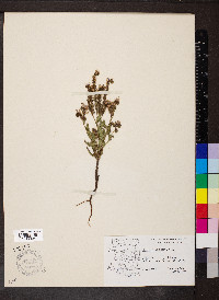 Phacelia crenulata var. corrugata image