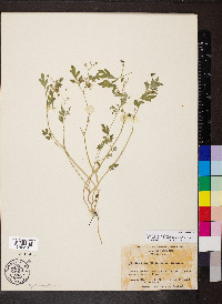 Phacelia covillei image