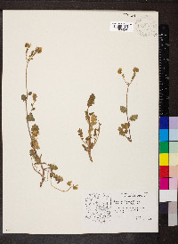 Phacelia crenulata image